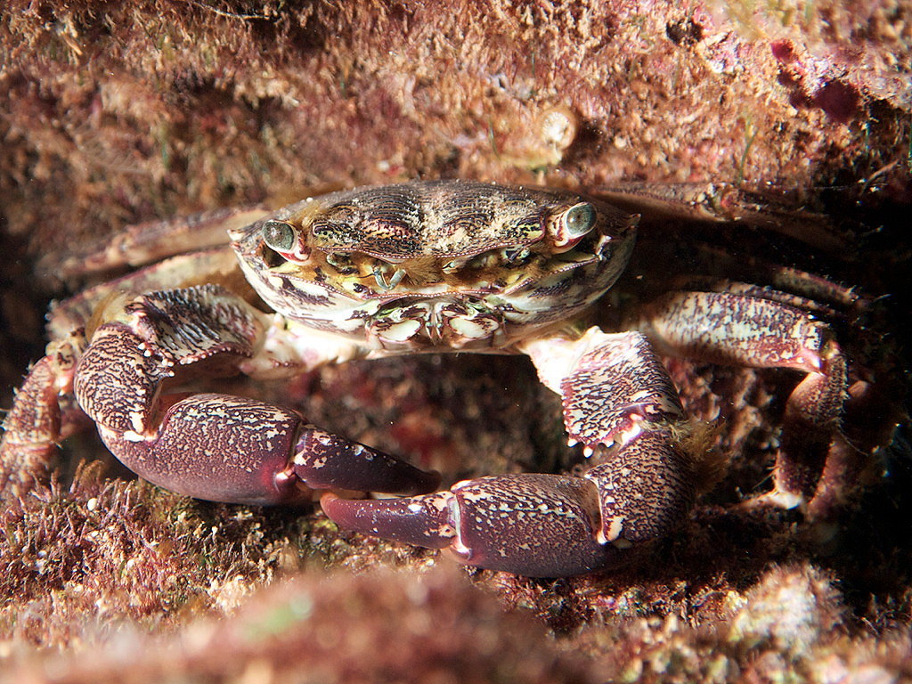 Strano granchio di acqua iperalina da ID