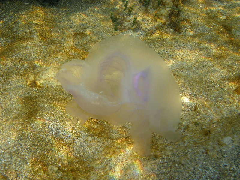 Aurelia aurita from Cyprus