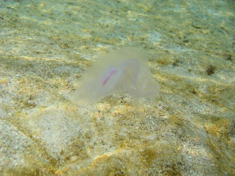 Aurelia aurita from Cyprus