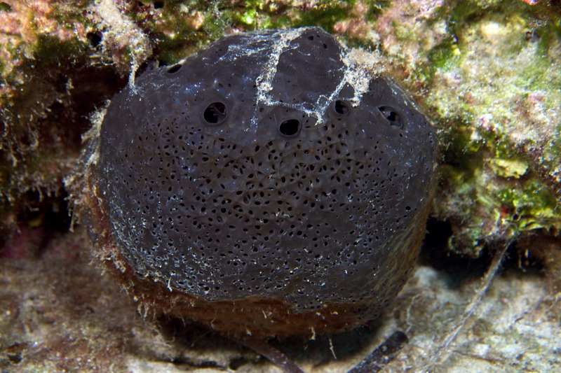 Sponge from Cyprus