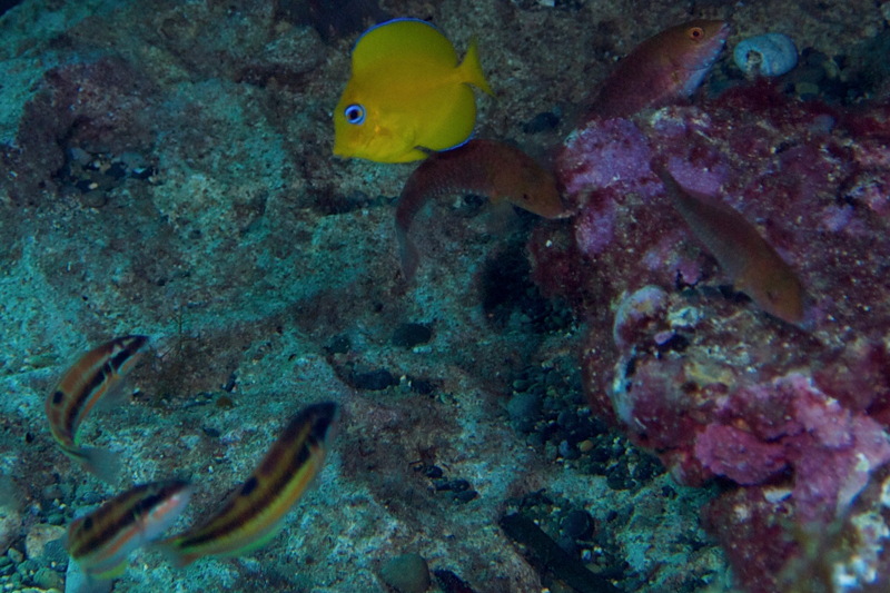 Acanthurus coeruleus from Cyprus -Acanthuridae (Surgeonfish)