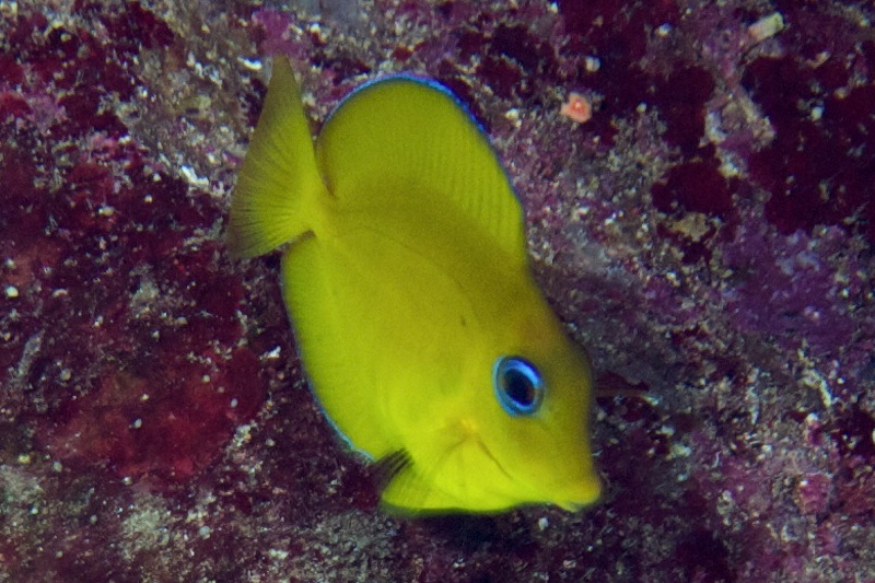 Acanthurus coeruleus from Cyprus -Acanthuridae (Surgeonfish)