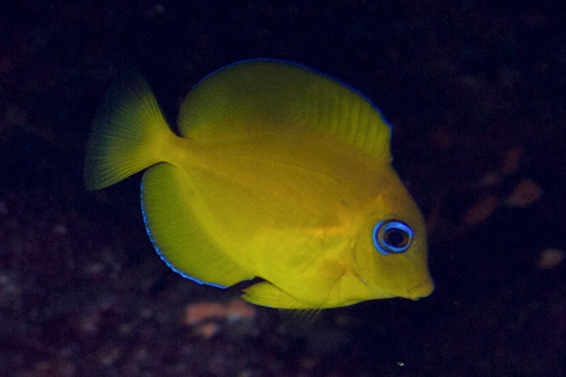 Acanthurus coeruleus from Cyprus -Acanthuridae (Surgeonfish)