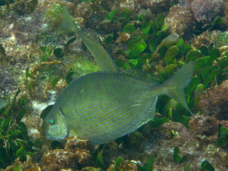 Lessepsian migrants into the Mediterranean Sea from Cyprus