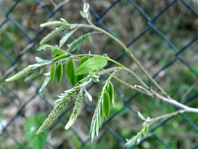 Albero con germogli - Amorpha fruticosa