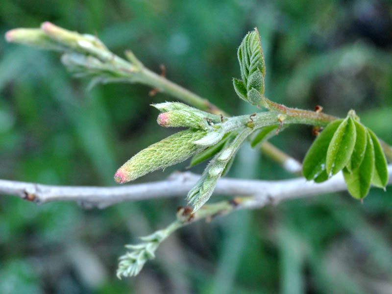 Albero con germogli - Amorpha fruticosa