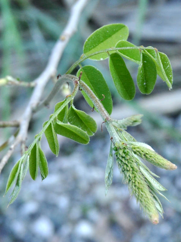 Albero con germogli - Amorpha fruticosa