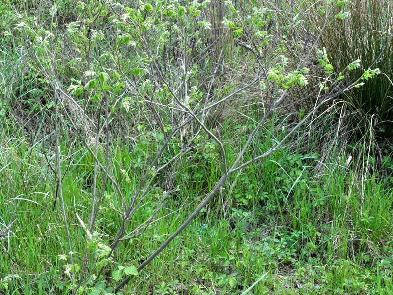 Albero con germogli - Amorpha fruticosa