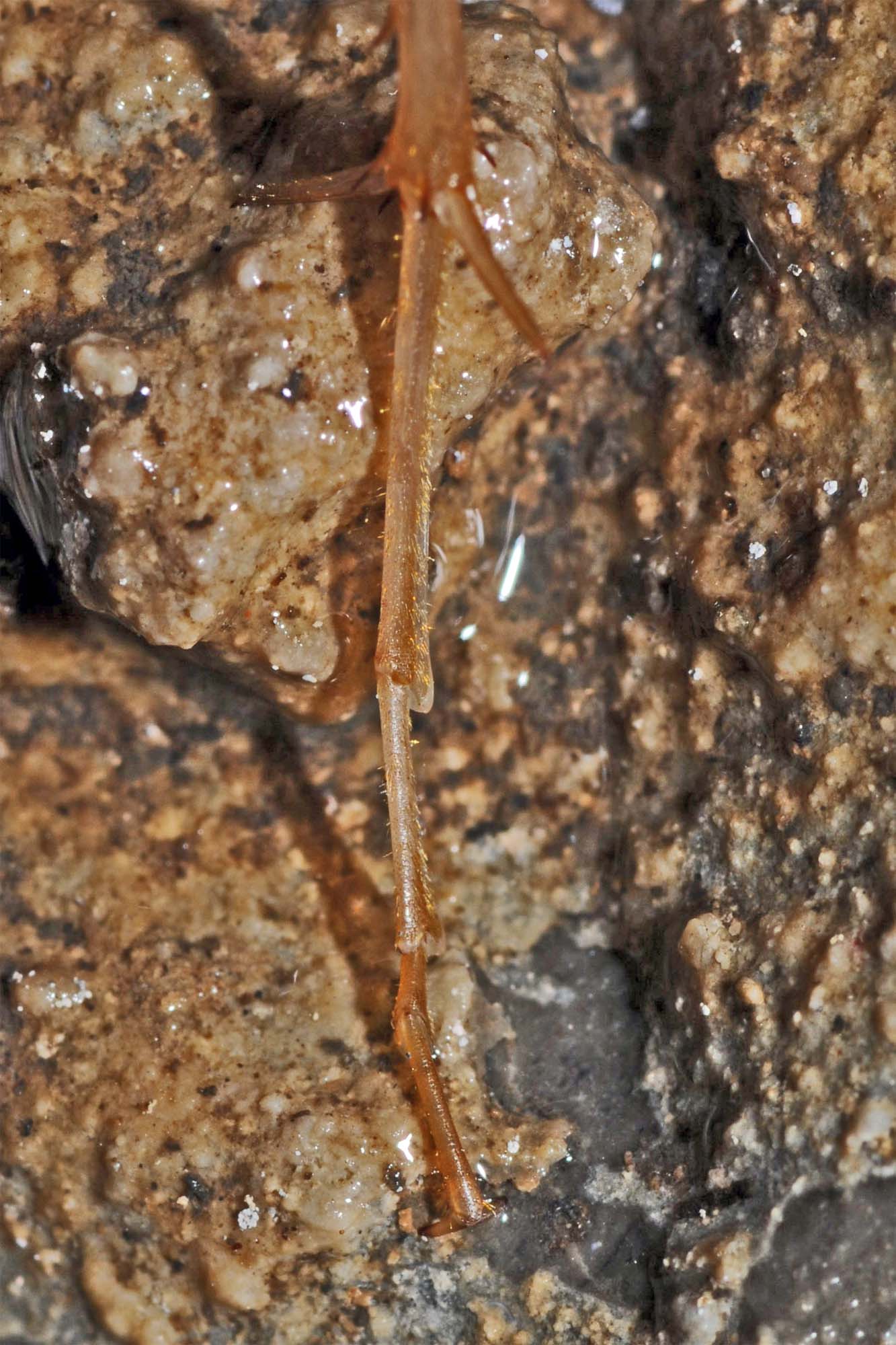 Osservata in una grotta del Ticino: Dolichopoda geniculata. Nuova per la Svizzera