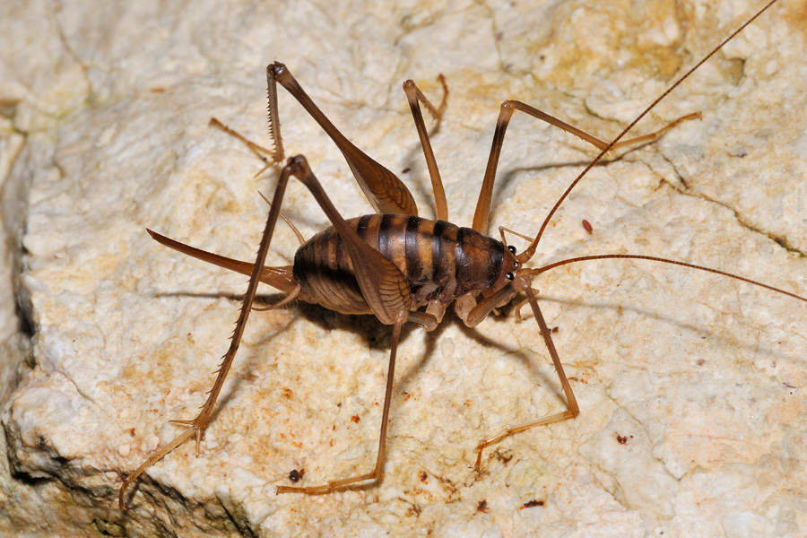 Osservata in una grotta del Ticino: Dolichopoda geniculata. Nuova per la Svizzera