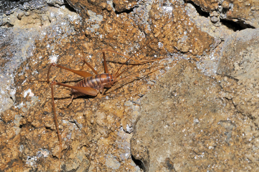 Osservata in una grotta del Ticino: Dolichopoda geniculata. Nuova per la Svizzera