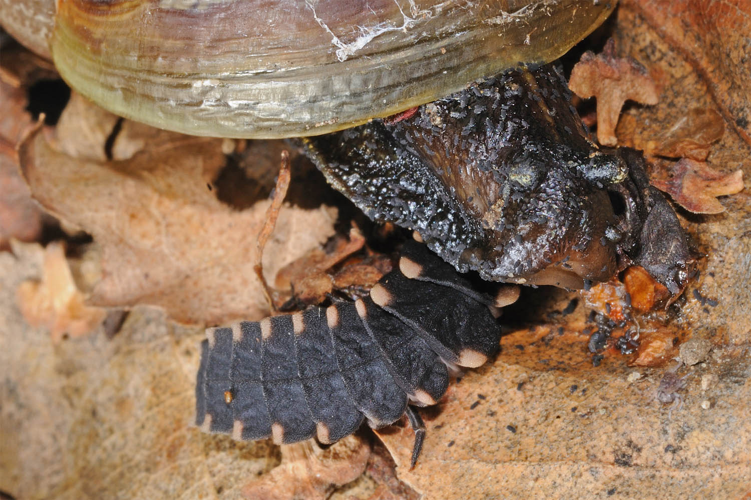 Larva di Lampyris che mangia una chiocciola