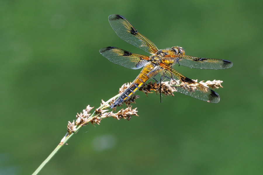 Libellula quadrimaculata - Libellula quadrimaculata