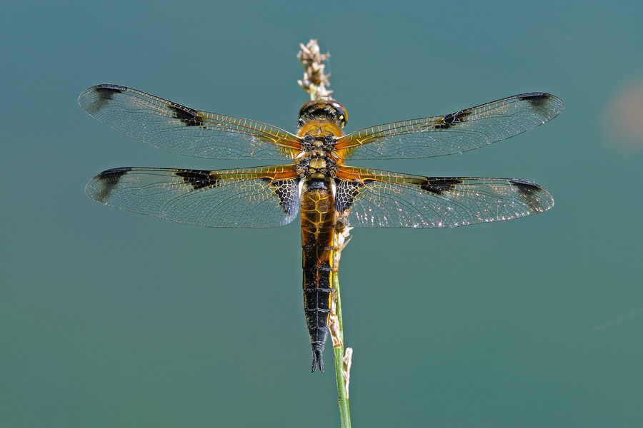 Libellula quadrimaculata - Libellula quadrimaculata