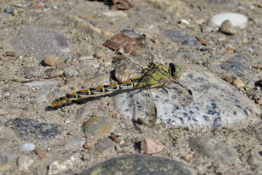 Femmina di Onychogomphus forcipatus