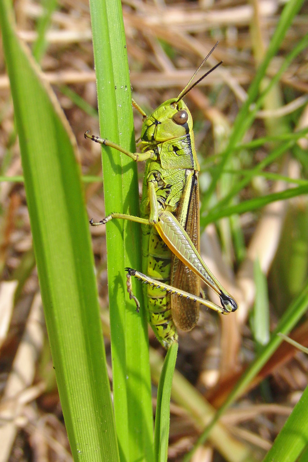 Stethophyma grossum