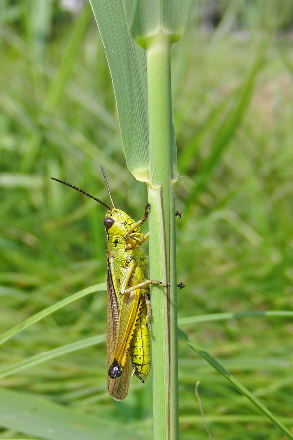 Stethophyma grossum