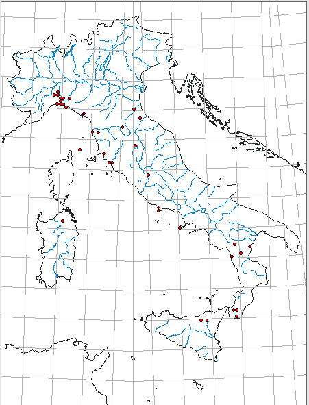 Metaplastes pulchripennis