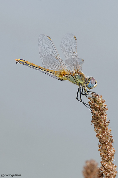 Sympetrum fonscolombei