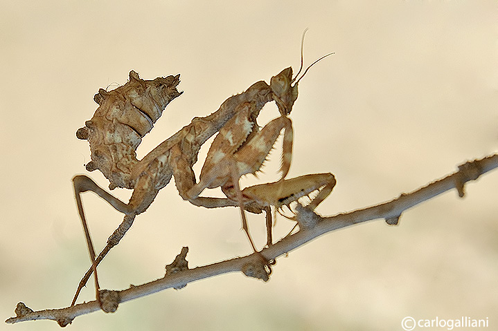 Mantide dal sinai : Blepharopsis mendica