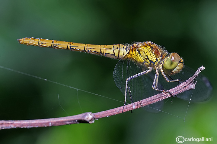 Sympetrum striolatum a maggio ???