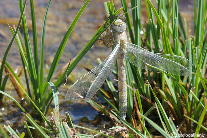 Vita crudele da larva