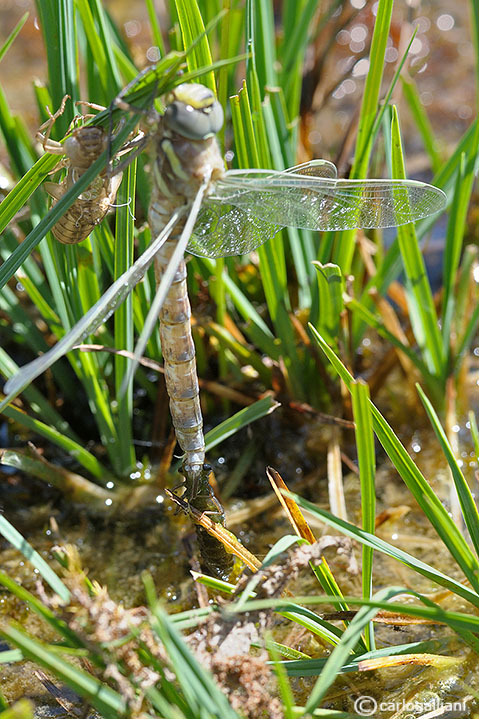 Vita crudele da larva