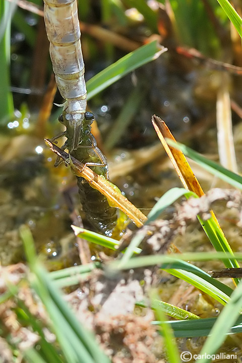 Vita crudele da larva