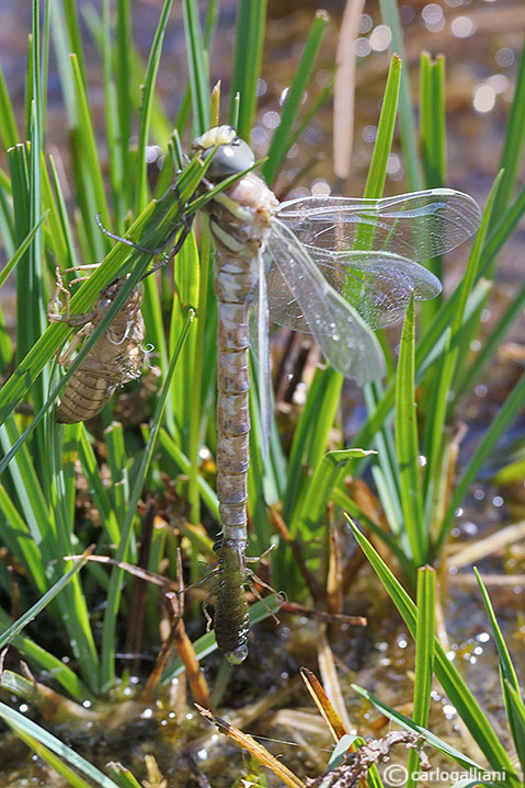 Vita crudele da larva