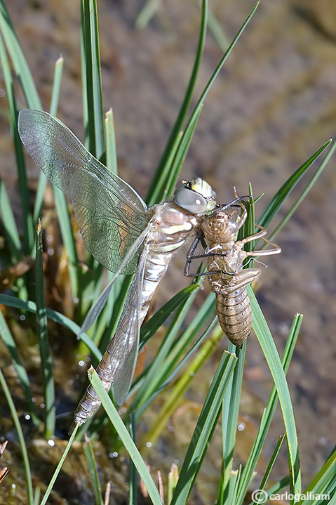 Vita crudele da larva