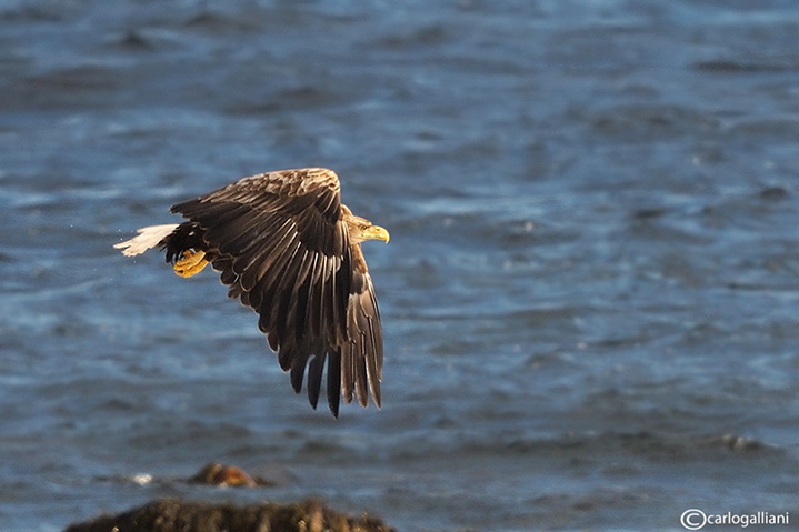 Aquila di mare