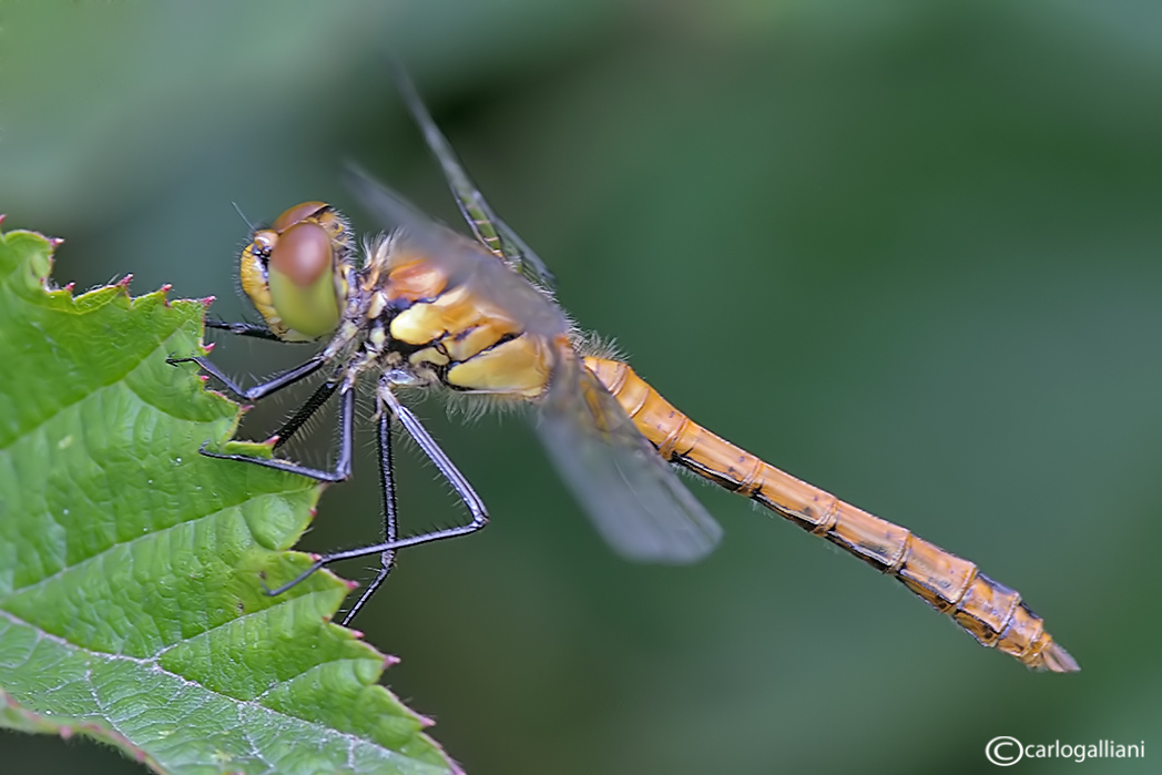 Sympetrum neosfarfallato