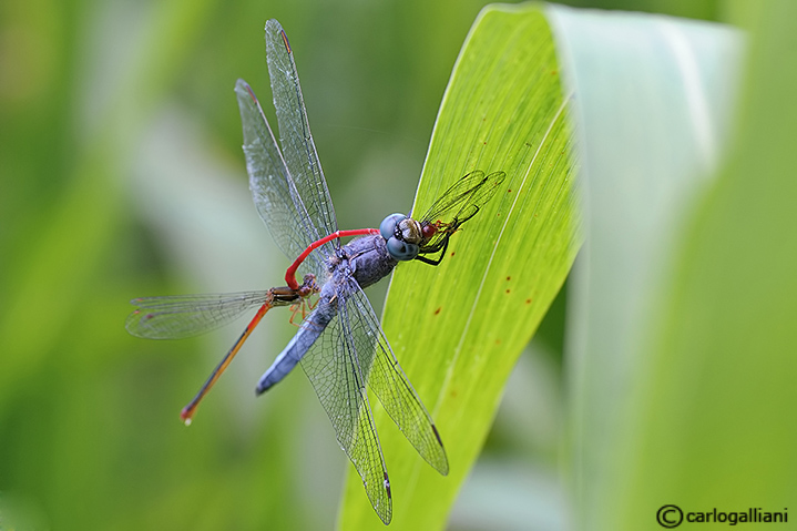 Predazione di Orthetrum su coppia di ceriagrion