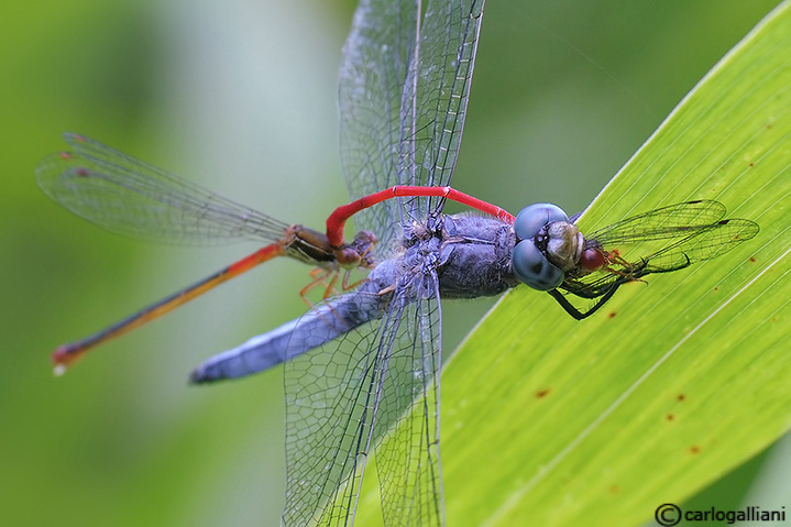 Predazione di Orthetrum su coppia di ceriagrion