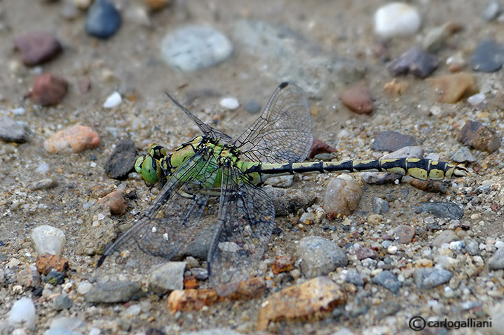 Ophiogomphus cecilia