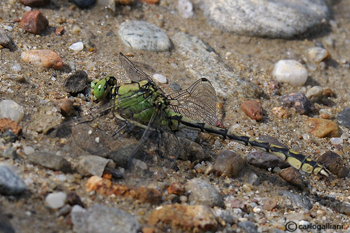 Ophiogomphus cecilia