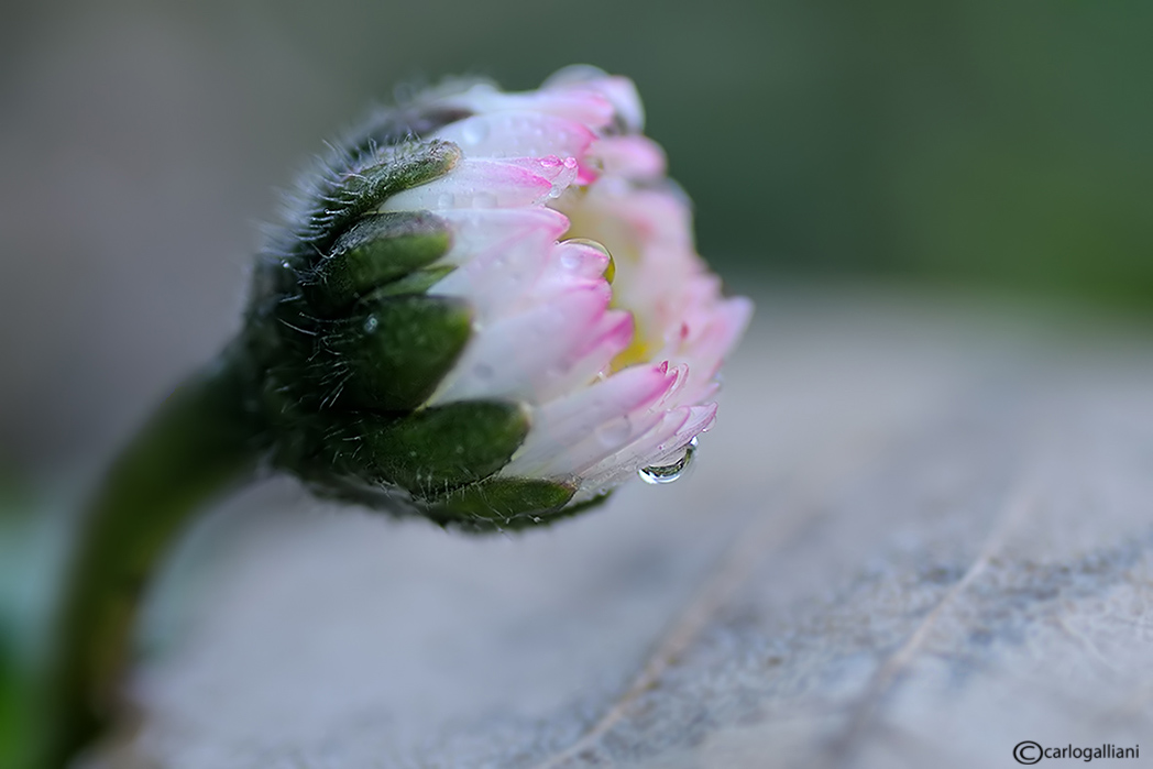 Macro d''inverno