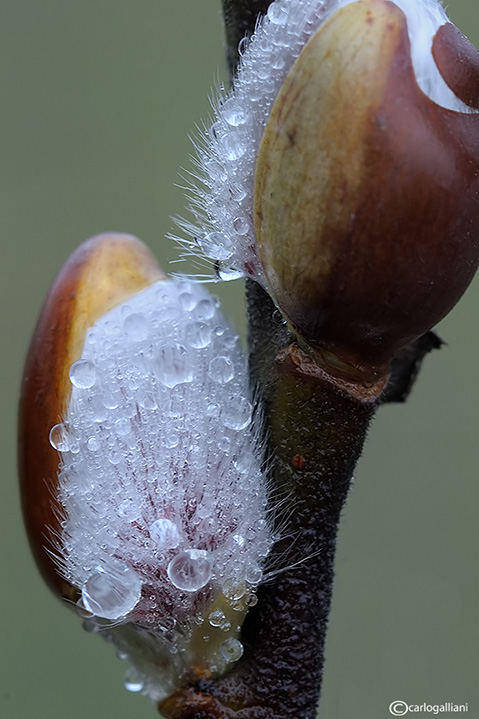 Macro d''inverno