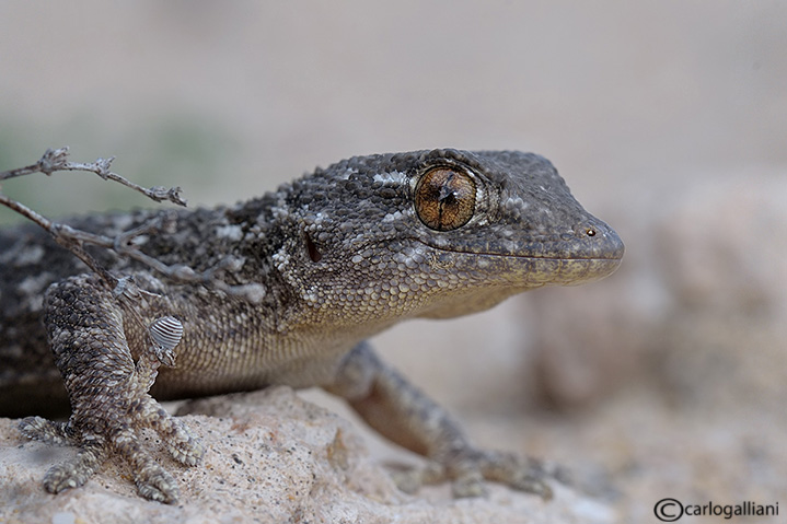 Due rettili da Fuerteventura