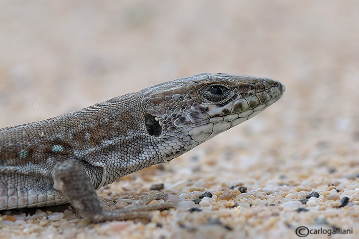 Due rettili da Fuerteventura