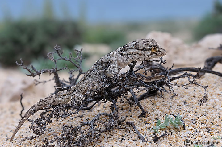 Due rettili da Fuerteventura