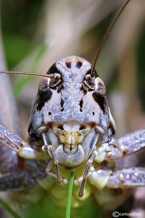 Facce da Ortotteri