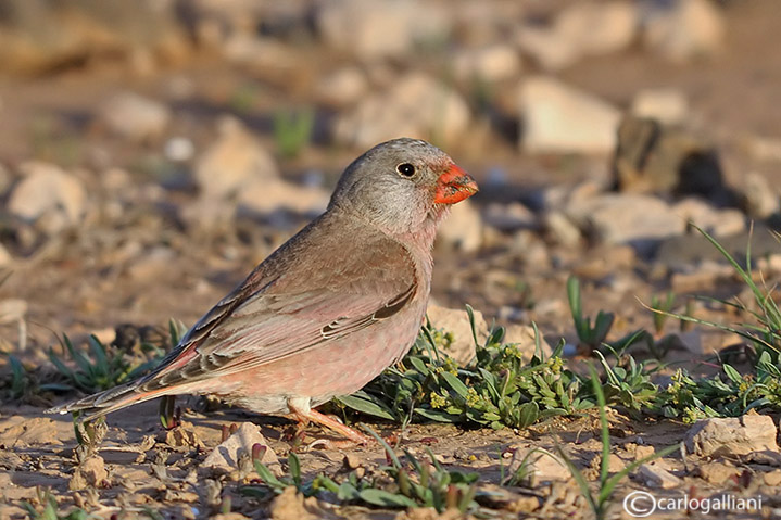 Da Fuerteventura : Trombettiere