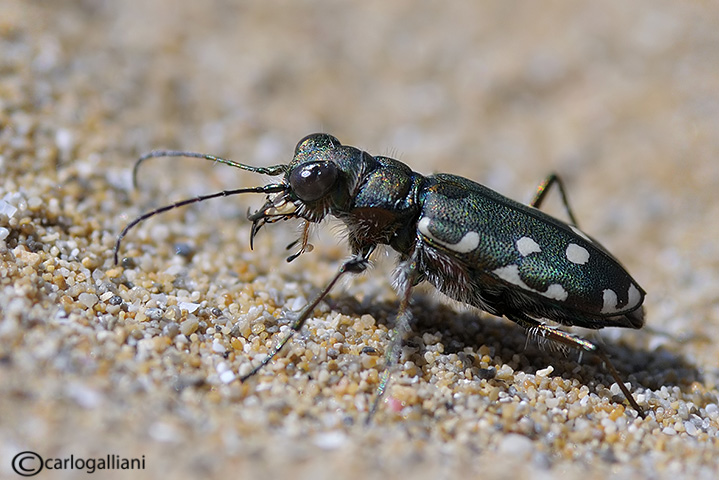 Cicindela dalla Sicilia: Calomera littoralis nemoralis