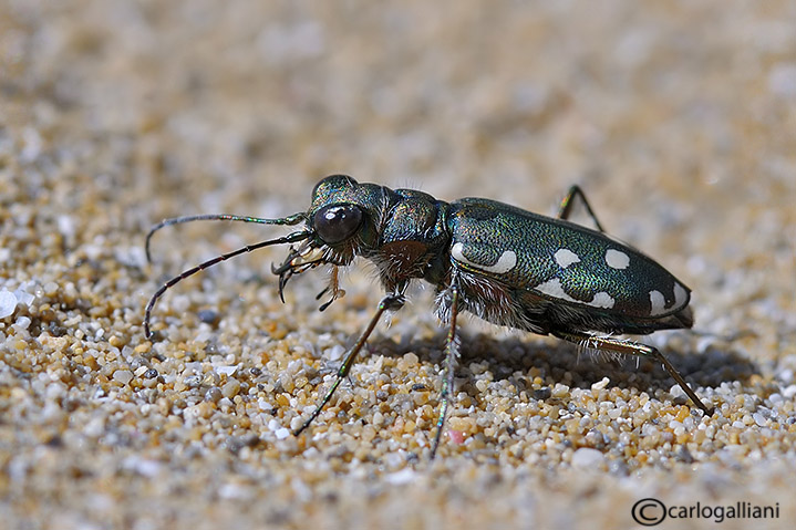 Cicindela dalla Sicilia: Calomera littoralis nemoralis