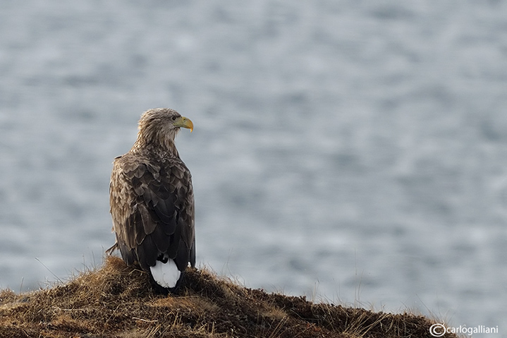 Aquila di mare