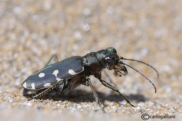 Cicindela dalla Sicilia: Calomera littoralis nemoralis