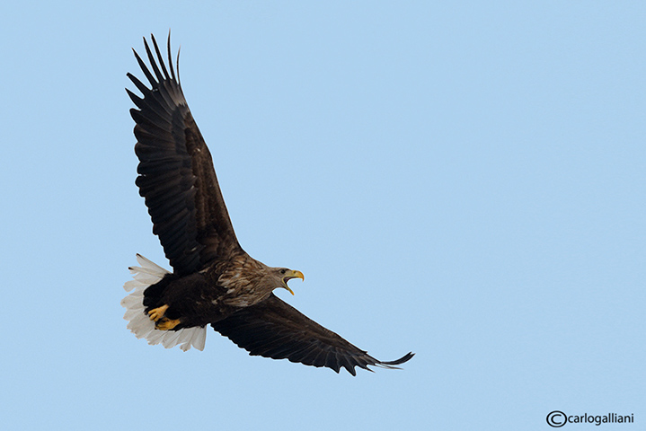 Aquila di mare