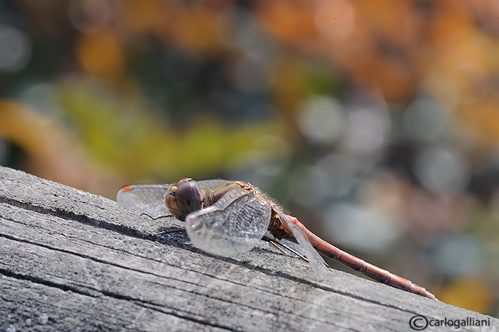 Sympetrum striolatum presente al 10 dicembre