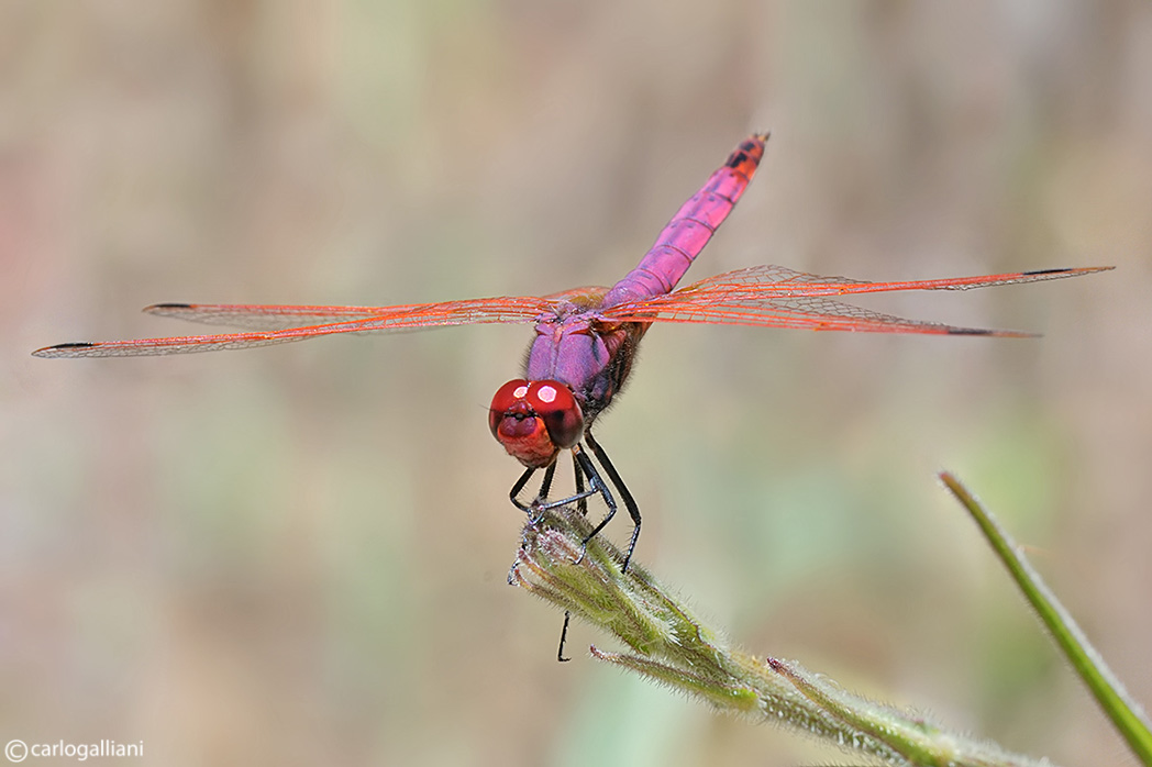 Trithemys annulata